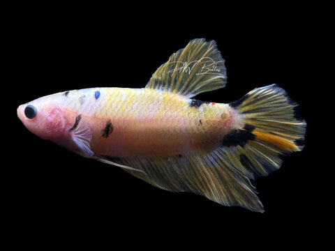 XL Yellow Plakat Male Betta | M2350