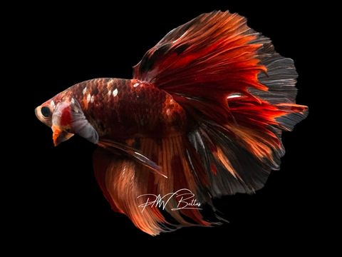 Orange Marble HM Male Betta | M2253