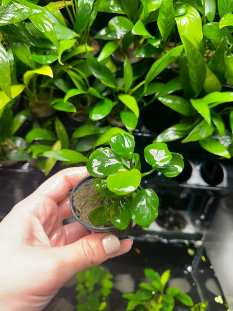 Anubias barteri 'gold coin' | Potted