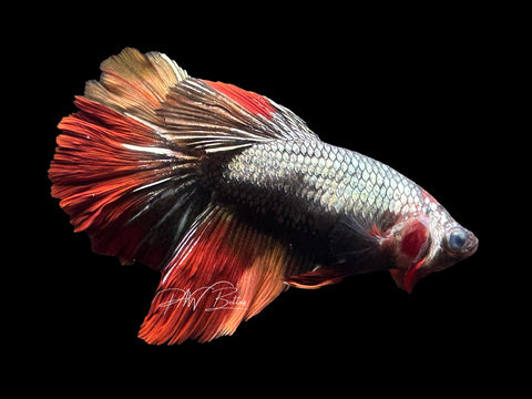 Copper Marble HM Female Betta | F1625