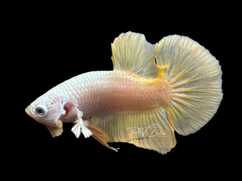 Yellow Dragon Halfmoon Plakat Male Betta | M2036