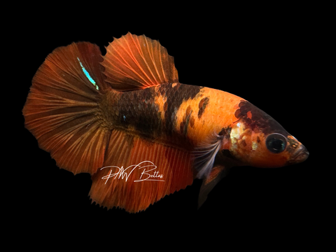 Orange Marble HM Female Betta | F1616