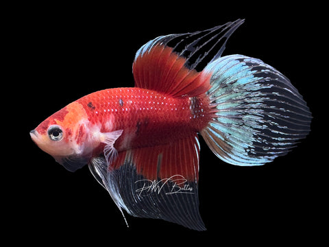 Marble VT Male Betta | M2324