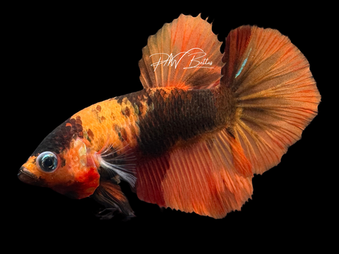 Orange Marble HM Female Betta | F1616