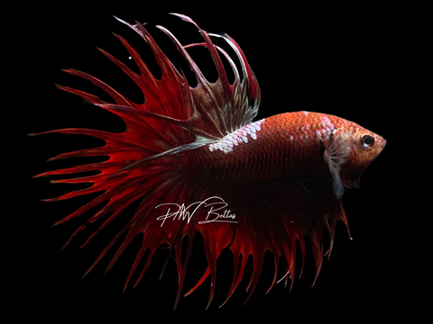 Red Copper Marble CT Male Betta | M2255