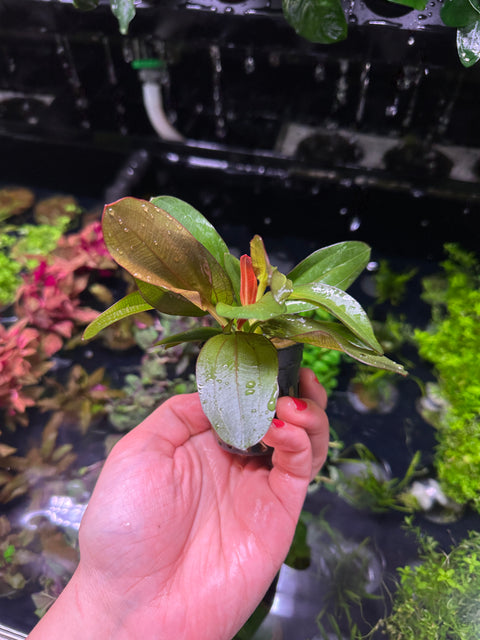 Betta Plant Pack