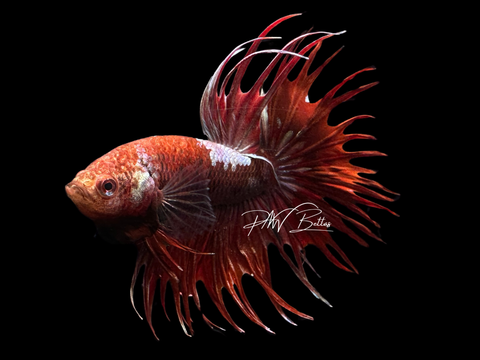 Red Copper Marble CT Male Betta | M2255