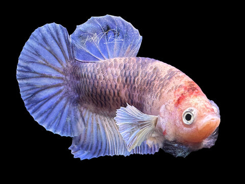 USA Bred | Marble HMPK Male Betta | L21