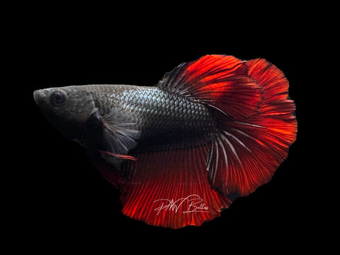 Red Copper HM Female Betta | F1599