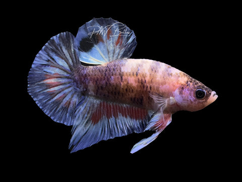 USA Bred | Marble HMPk Male Betta | L11