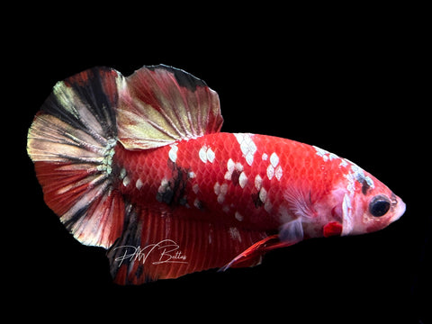 Red Copper HMPK Male Betta | M2104