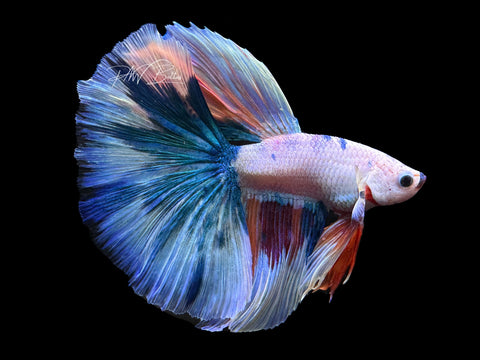 Fancy Marble HM Male Betta | M2170