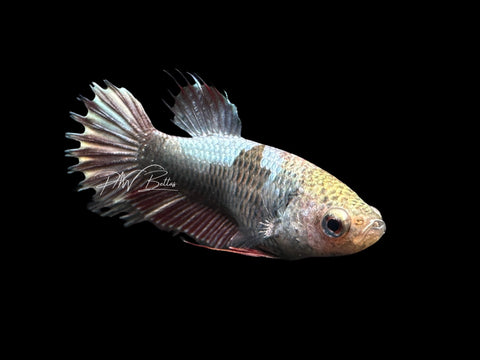 Copper Marble Crowntail Plakat Female Betta | F1485