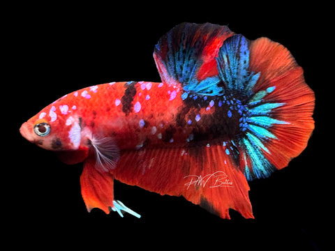 Red Galaxy HMPK Male Betta | M2124