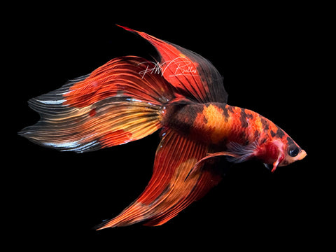 Marble VT Male Betta | M2149