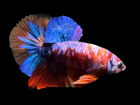 Candy HMPK Male Betta | M2345