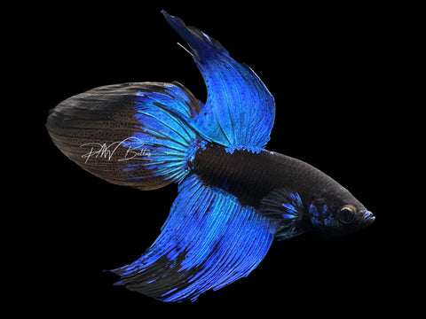 Blacklight VT Male Betta | M2283