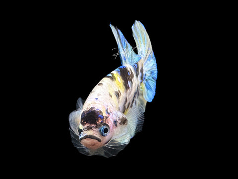 Yellow Koi HMPK Male Betta | M2096