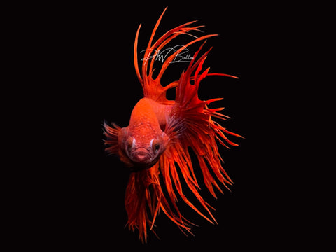 Super Red CT Male Betta | M2199