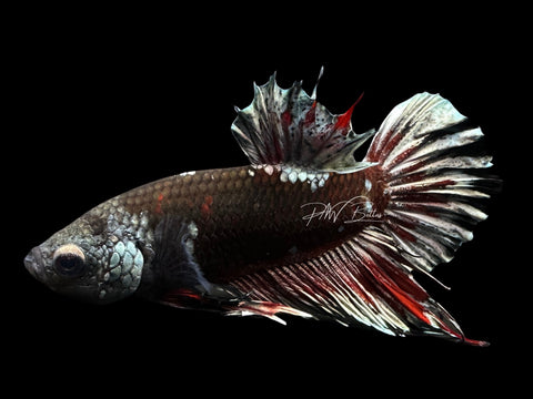 Black Copper CTPK Male Betta | M2127