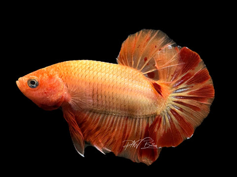 Orange Armageddon HMPK Male Betta | M2116