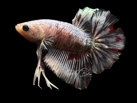 XL Tail Marble HMPK Male Betta | M2245