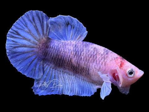 USA Bred | Marble HMPK Male Betta | L21