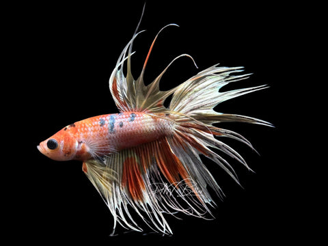 Marble CT Male Betta | M2273