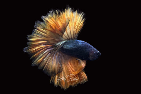 Yellow Copper Halfmoon Male Betta | M2498