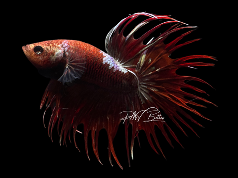 Red Copper Marble CT Male Betta | M2255