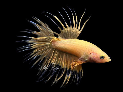 Yellow CT Male Betta | M2155