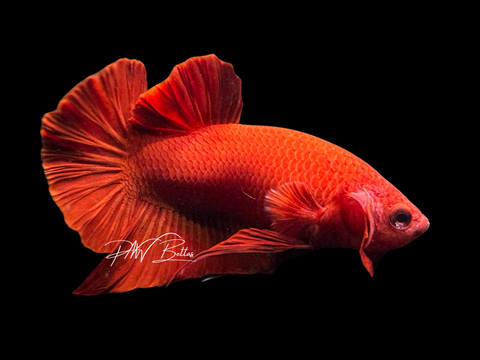 Super Red HMPK Male Betta | M2256