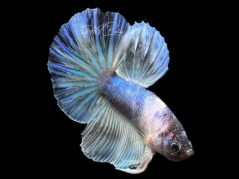 USA Bred | Blue Marble LF Male Betta | L18