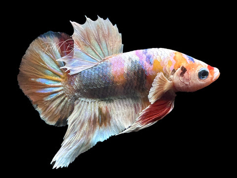 Marble Halfmoon Plakat Male Betta | M1422 – PNW Bettas