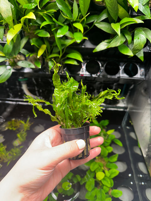 Java Fern 'windelov' | Potted