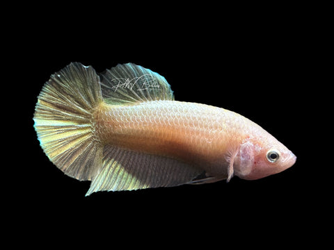 Gold HMPK Female Betta | F1577