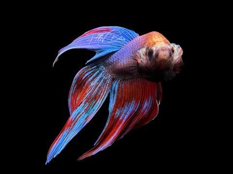 Bi-Color Veiltail Male Betta | M2391