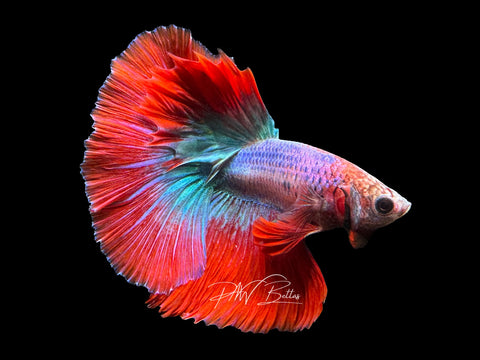 Mascot Halfmoon Male Betta | M2385