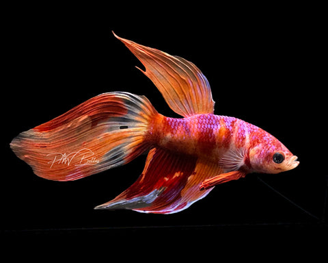 Candy VT Male Betta | M2193