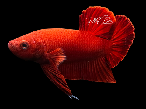 Super Red HMPK Male Betta | M2256