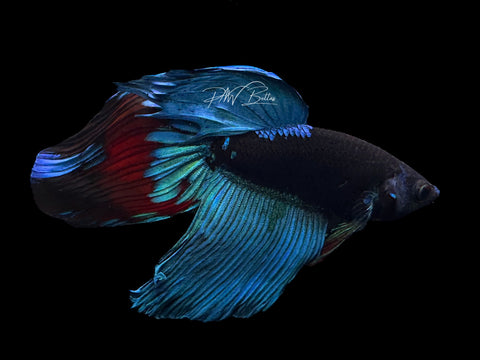 Blacklight Veiltail Male Betta | M2125