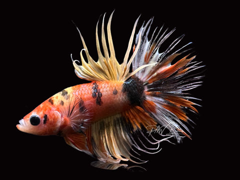 Marble Crowntail Male Betta | M1995