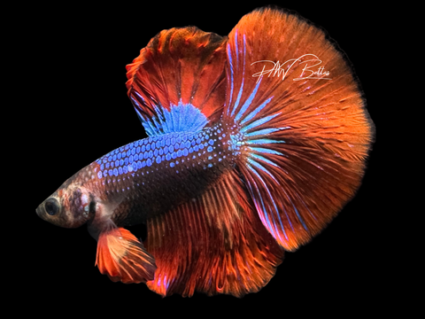 Marble HM Male Betta | M2257