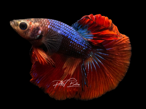 Marble HM Male Betta | M2257