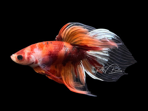 Candy Veiltail Male Betta | M2354