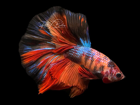 Marble Halfmoon Male Betta | M2383