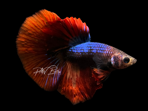 Marble HM Male Betta | M2257