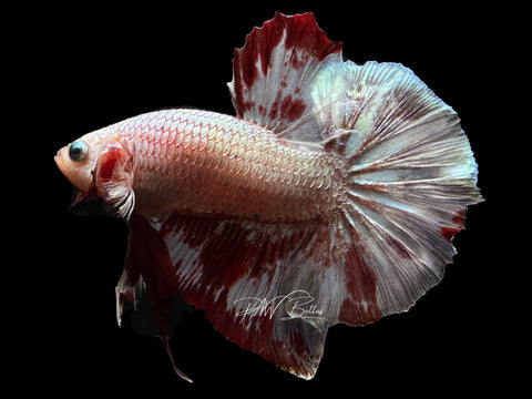 XL Tail Marble HMPK Male Betta | M2288