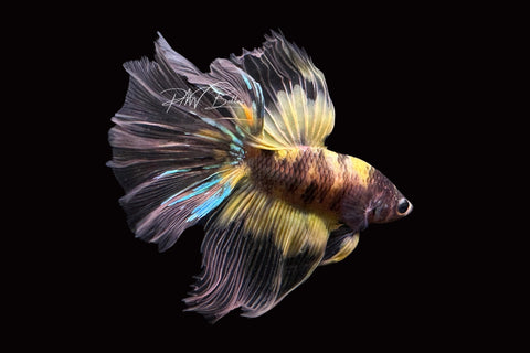 Yellow Koi Halfmoon Male Betta | M2499