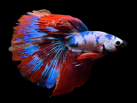 Marble Delta Male Betta | M2258